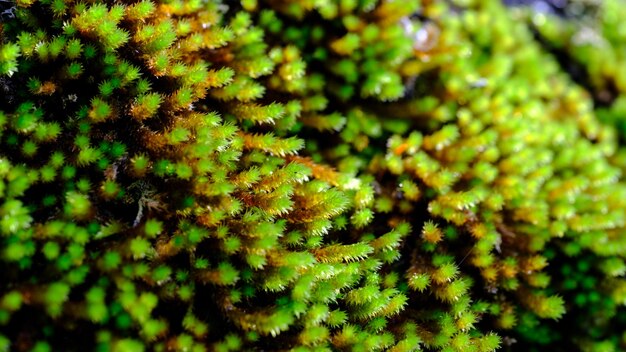 Une photo macro d'une plante mousseuse du parc national de Kamikochi, dans les Alpes japonaises.