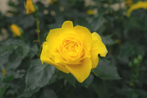 Photo macro d'une rose jaune