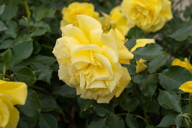 Photo macro d'une rose jaune