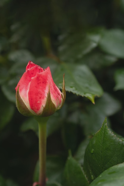 Photo macro d'une rose rouge