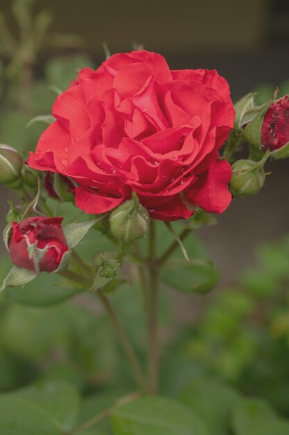 Photo macro d'une rose rouge