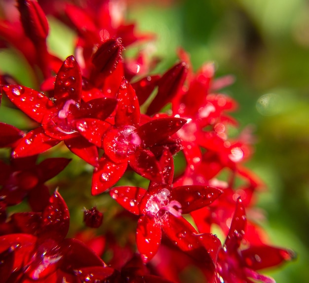 Photo macro. Starcluster égyptien rouge (Starflower) fleur et gouttes d'eau. Arrière-plan flou vert