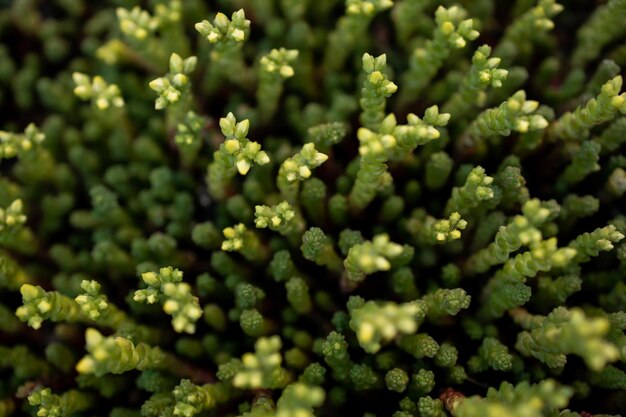 Photo macro de succulentes en arrière-plan