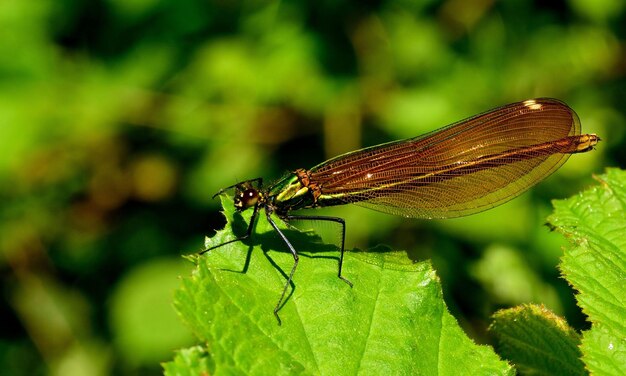 Photo macro très détaillée d'une libellule Capture macro montrant les détails des yeux de la libellule