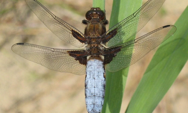 Photo macro très détaillée d'une libellule Photo macro montrant les détails des yeux et du visage de la libellule