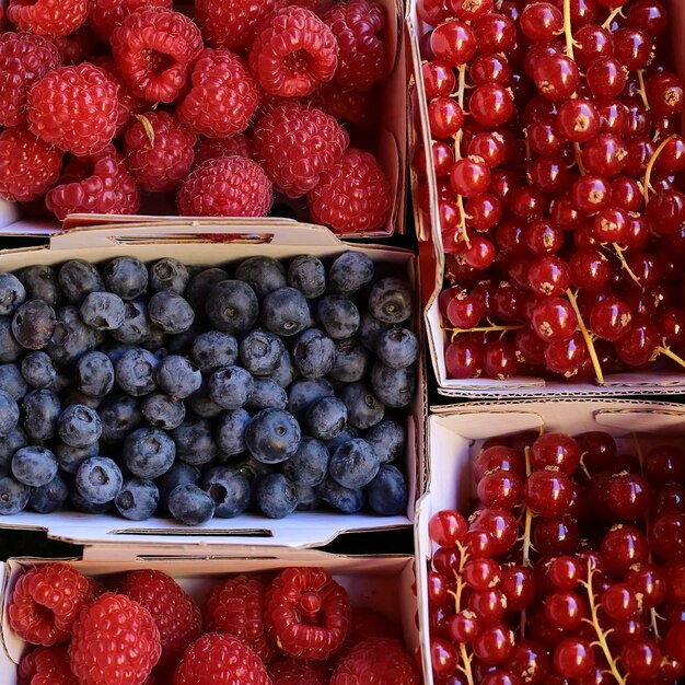 Photo macrographie propre bio naturel frais savoureux mûres myrtilles framboises groseilles rouges baies...