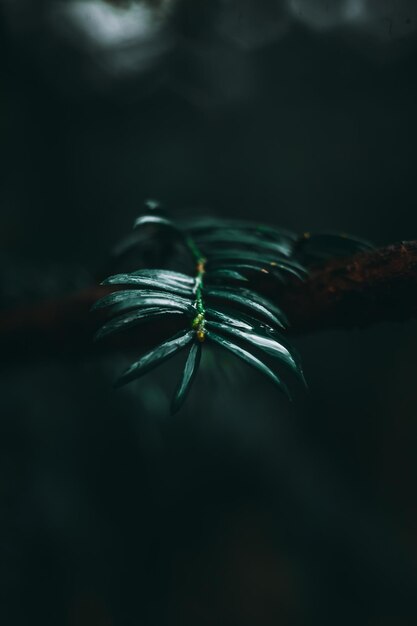 Une photo macrographique d'une plante