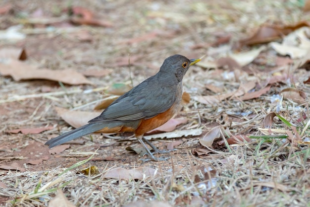 Photo d'un magnifique oiseau de Grive à ventre roux, Turdus rufiventris quotsabia laranjeiraquot