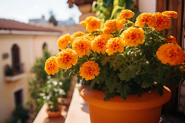 Photo de margarides dans un pot d'argile sur un balcon