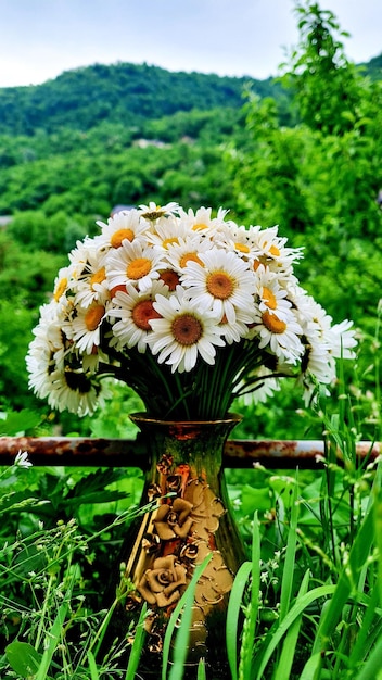 Photo sur la photo, marguerites dans un vase sur fond de paysage de montagne.