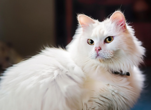 Photo d'un mignon chat blanc ai génératif