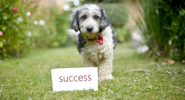 Photo d'un mignon chien errant noir et blanc adopté sur une carte d'herbe verte avec succès de texte
