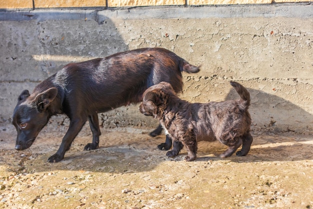 Photo de mignon petit chiot de race canine de couleur noire