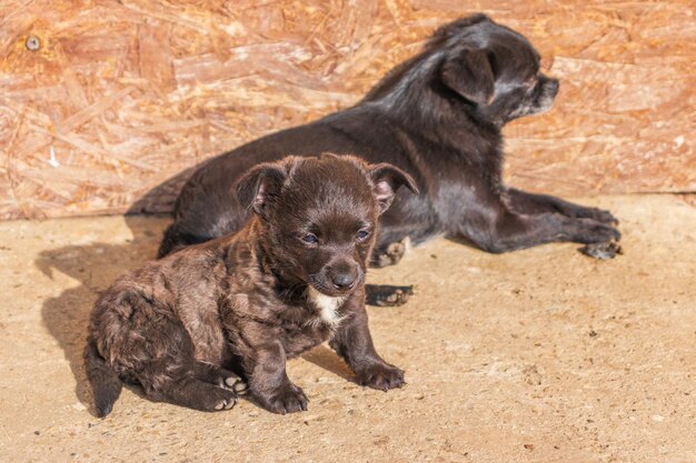 Photo de mignon petit chiot de race canine de couleur noire