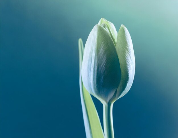 Photo minimaliste du bourgeon de tulipes Arrière-plan floral abstrait