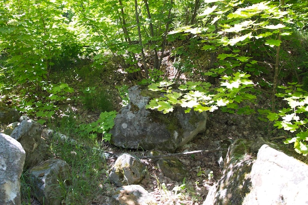 La photo montre d'énormes rochers grosses pierres dans une forêt verte d'été Oulianovsk