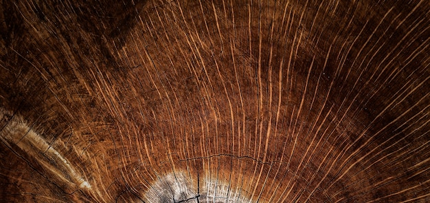 photo d'un motif en coupe d'arbre