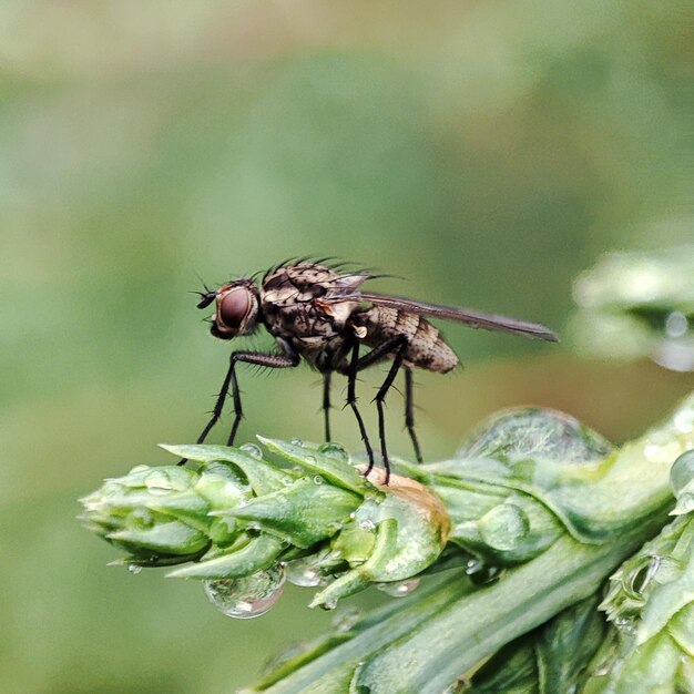 Photo d'une mouche perchée sur une plante