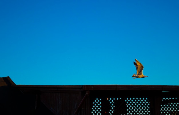 photo de mouette volante