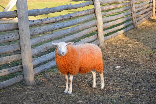 Photo photo d'un mouton dans la nature