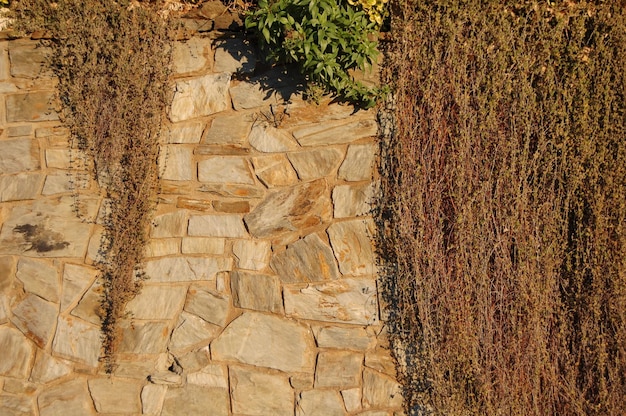 Photo d'un mur de pierre avec une plante grimpante