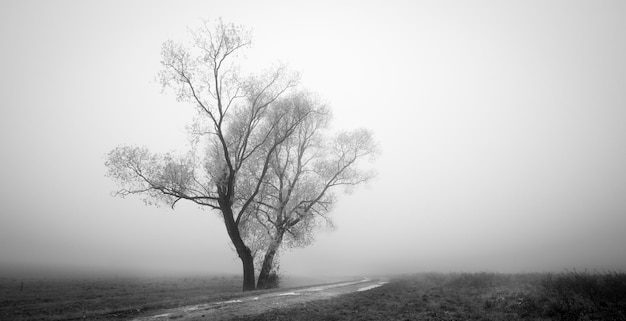 Photo en niveaux de gris de deux arbres solitaires dans le champ d'automne pittoresque par temps de brouillard