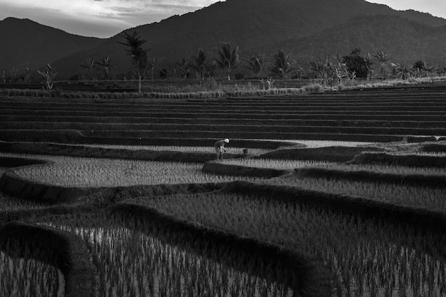 Photo en noir et blanc avec une belle vue du matin en indonésie