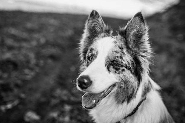Une photo en noir et blanc d'un chien border collie