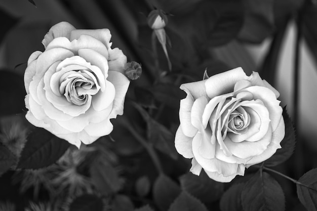 Une photo en noir et blanc de deux roses dans un jardin