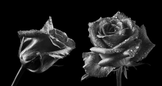 Photo une photo en noir et blanc de deux roses avec des gouttes d'eau dessus.