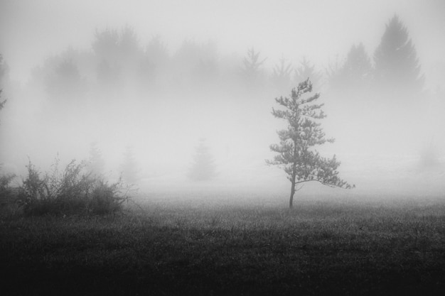 Photo noir et blanc de la pelouse à l'intérieur de la forêt