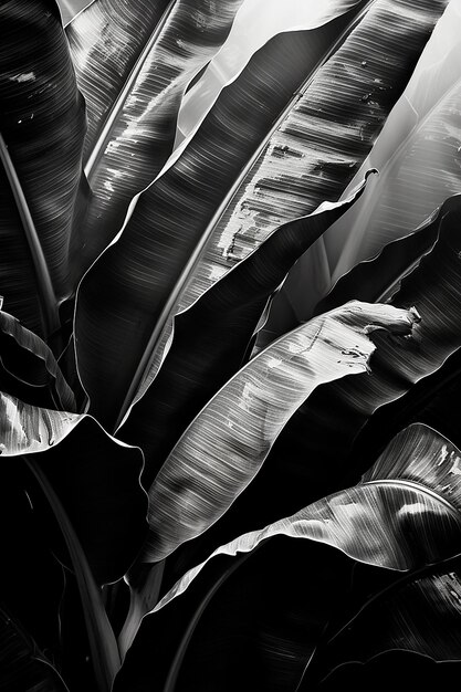 une photo en noir et blanc d'une plante avec une grande feuille qui dit " coquillages ".