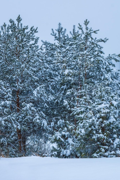 Photo de nombreux arbres d'hiver près d'un champ enneigé