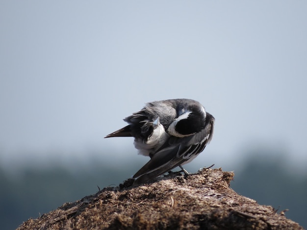 Photo d'un oiseau dans la nature