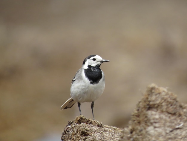 Photo d'un oiseau dans la nature