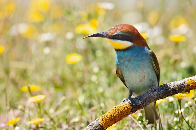 Photo d&#39;un oiseau un fond de printemps