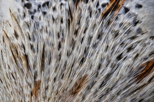 Une photo d'un oiseau en plein cadre