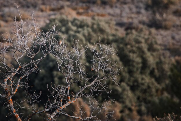 Photo d'un oiseau posé sur un arbre sec avec un arrière-plan flou