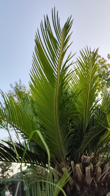 Photo photo d'un palmier vert et de ses branches