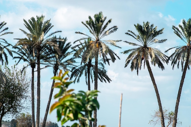 Photo de palmiers dans la campagne égyptiennexA