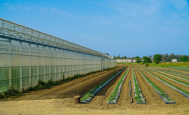 Photo une photo panoramique d'un champ agricole sur un ciel bleu clair