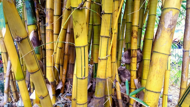 Une photo panoramique du bambou sur l'arbre