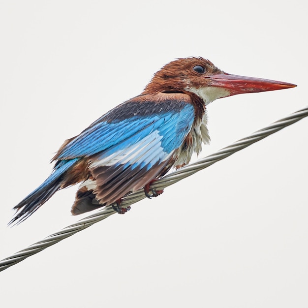 Photo panoramique d'un oiseau Halcyon coloré perché sur un fil isolé sur fond blanc