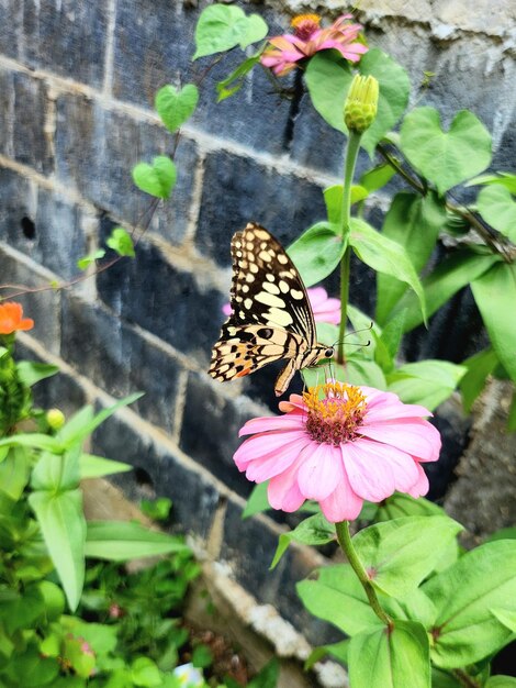 Photo papillon tropical sur une fleur rose dans un jardin d'été