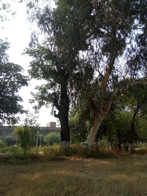 Une photo d'un paysage avec des arbres