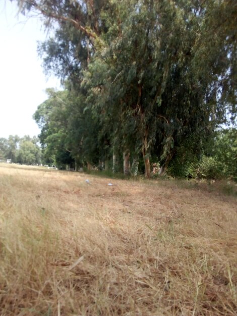 Une photo d'un paysage avec des arbres