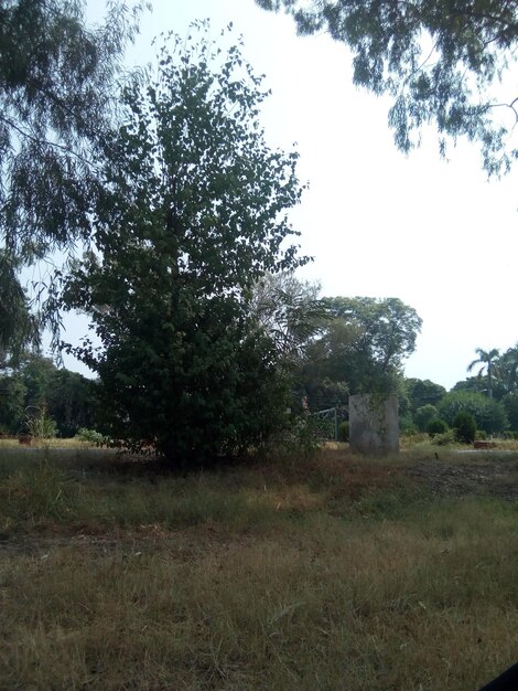 Photo une photo d'un paysage avec des arbres