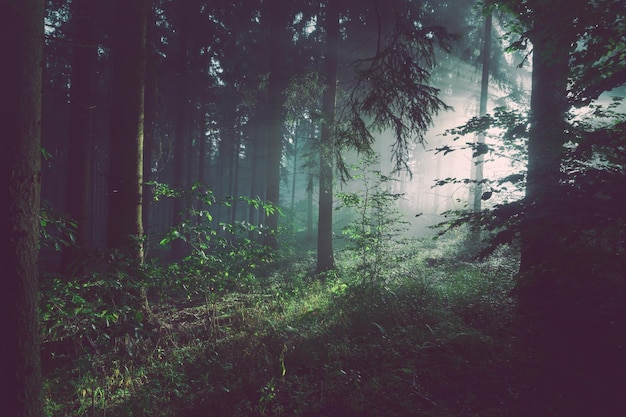 photo paysage forestier enchanteur feuille de fougère et mystère