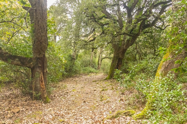 Photo de paysage d'une forêt