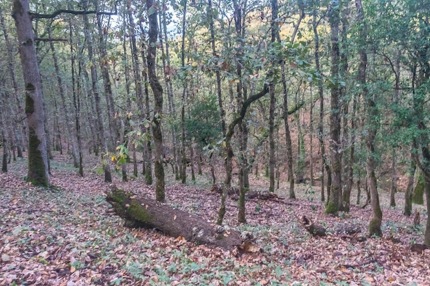 Photo de paysage d'une forêt